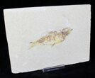 Bargain Knightia Alta Fossil Fish - Wyoming #20477-1